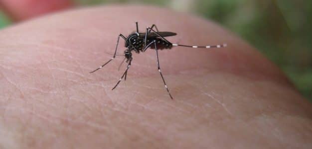Best Tips to Protect Yourself from Dengue Fever - Dispatch Weekly
