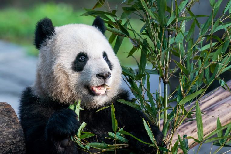 China Sends New Pandas to San Diego Zoo as Part of Panda Diplomacy Efforts
