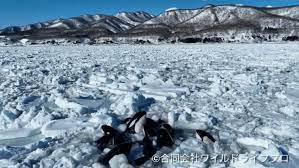 Trapped by Ice: Nature's Payback to Whale Hunters in Japan?