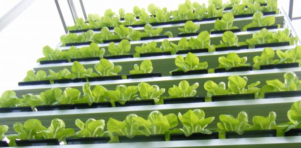 Vertical farming hydroponics, aquaponics, and aeroponics trends and companies in 2022 - Dispatch Weekly
