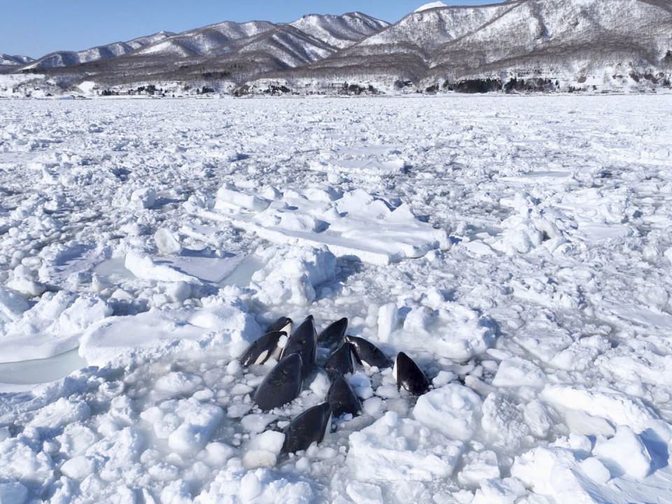 10 Killer Whales Trapped by Sea Ice in Japan: A Call for Rescue Efforts
